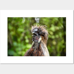 Rooster 3 / Swiss Artwork Photography Posters and Art